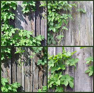 爬山虎背景墙摄影照片_围栏和植物