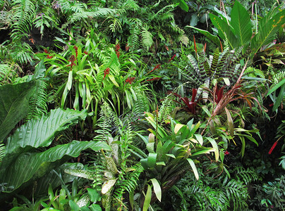 森林植物背景摄影照片_热带森林植物背景