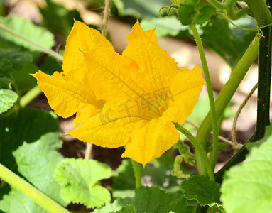 南瓜植株摄影照片_葫芦科植物的亮黄色花