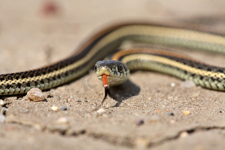 萨斯喀彻温省公路上的小吊带蛇