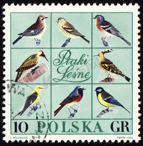 邮票上的森林鸟类