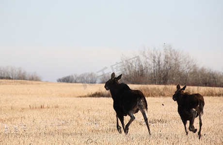 母牛和小牛摄影照片_跑横跨发茬地的母牛和小牛驼鹿