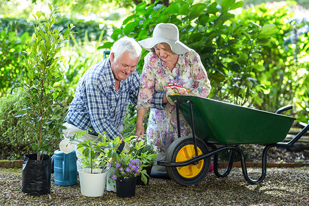 老年夫妇用独轮车在花盆里种菜