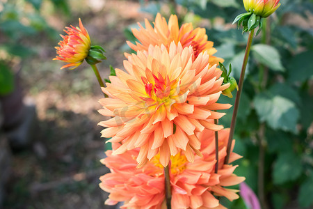 花卉植物摄影照片_百日草 - 多层橙色花瓣花卉植物，向日葵部落雏菊科的一个属。