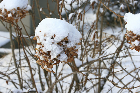 用雪盖的冬天叶子