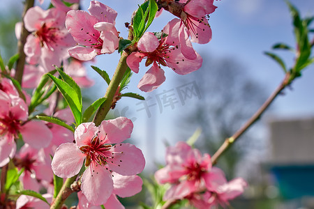 春天盛开的桃花摄影照片_春暖花开桃花开