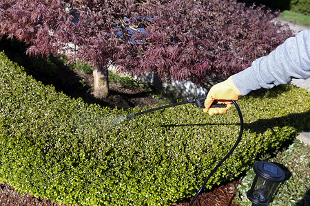 在灌木上使用喷雾器进行施肥、杀虫剂和除草剂的手套手