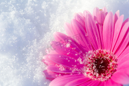 雪中​​的粉色非洲菊雏菊