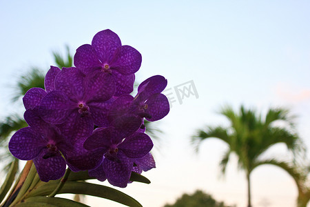 紫色兰花2