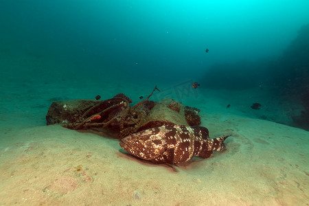 红海中的马拉巴尔石斑鱼 (epinephelus malabaricus)。