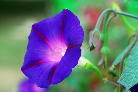 天蓝色牵牛花番薯花