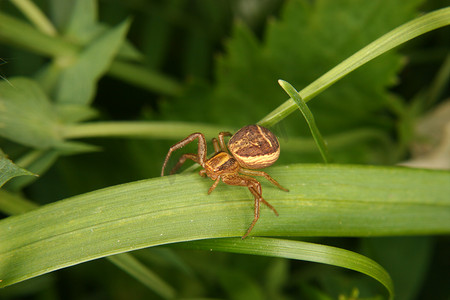 蜘蛛网状图摄影照片_蟹蛛 (Xysticus cristatus)