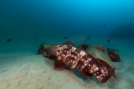 红海中的马拉巴尔石斑鱼 (epinephelus malabaricus)。