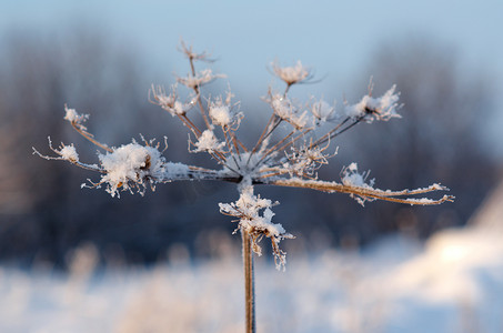 冬天的场景。冻花