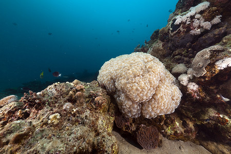 红海中的泡泡珊瑚。