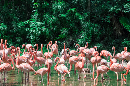 火烈鸟用券摄影照片_水中的粉红色加勒比火烈鸟群