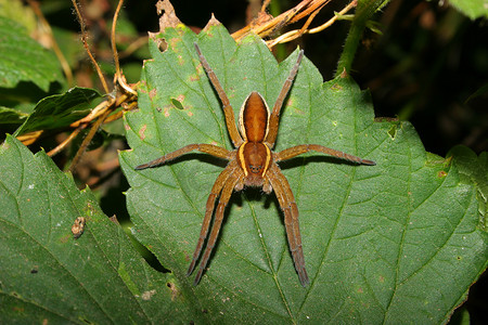 布兰迪洛夫写真摄影照片_Gerandete Jagdspinne (Dolomedes fimbriatus)