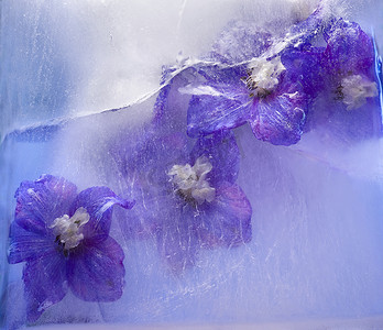 蓝色花束摄影照片_冷冻的蓝色飞燕草花