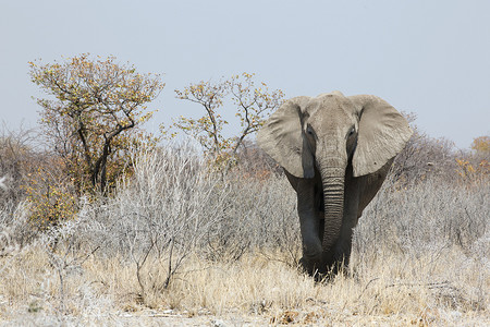 非洲纳米比亚大草原上的大象，旅行的概念