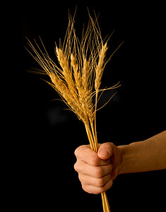 赠送黑色摄影照片_农民赠送一束小麦作为农业礼物