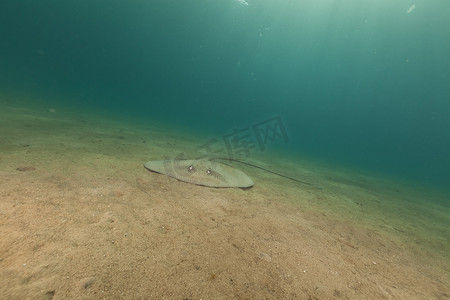 红海中的黑斑黄貂鱼 (himantura uarnak)。