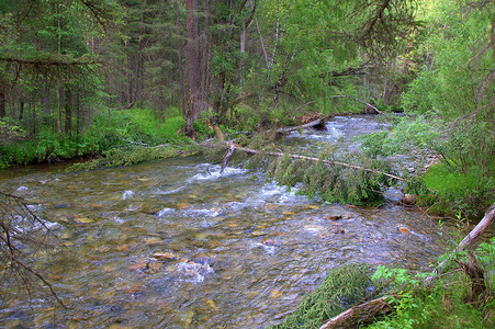 底部通知栏摄影照片_一条底部为岩石的浅河，流经晨间的森林。