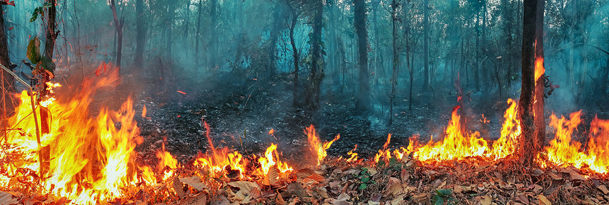 亚热带果树摄影照片_澳大利亚丛林大火，大火是由风和热助长的。