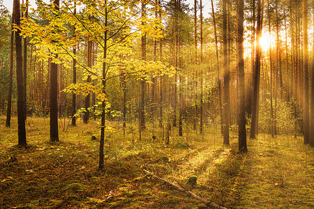 日落或日出时分，秋天的松林里有金色的枫叶。