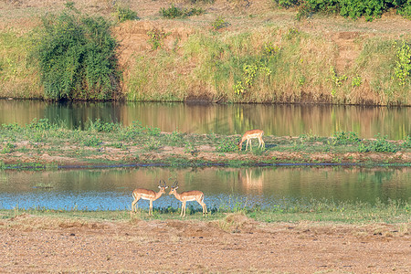 在河旁边的黑斑羚公羊