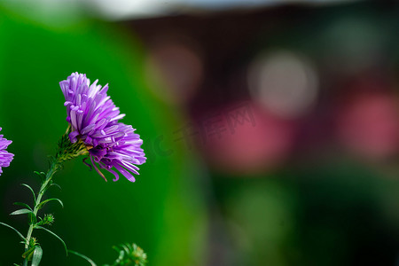 紫色花朵背景摄影照片_紫色花朵背景的水平全长特写模糊镜头