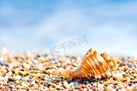 在海边的沙滩和鹅卵石海滩上的贝壳。