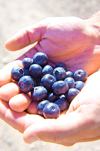新鲜采摘的蓝莓