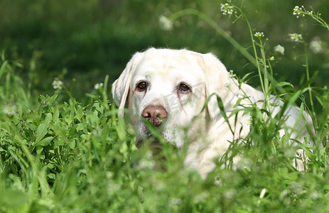 公园里漂亮的甜黄色拉布拉多犬
