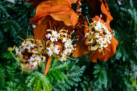 金叶摄影照片_金叶（紫荆花）和花园里的花