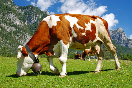 母牛棕色和白色在阿尔卑斯山吃全画像