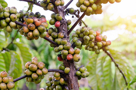 咖啡豆成熟，咖啡树上的新鲜咖啡豆