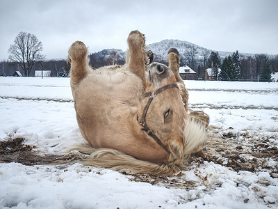 白马在新雪中打滚
