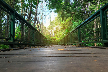 森林自然背景中的一座桥