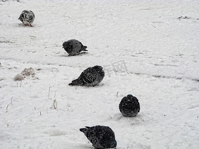 坐在雪地里摄影照片_鸽子在冬天坐在雪地里。