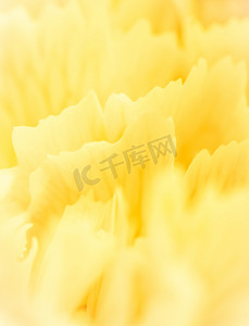 白色康乃馨摄影照片_抽象花卉背景，黄色康乃馨花瓣。