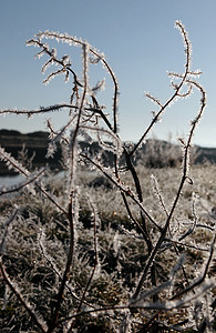 雪中​​冰冷的树枝和青草映衬着蓝色的河流和天空
