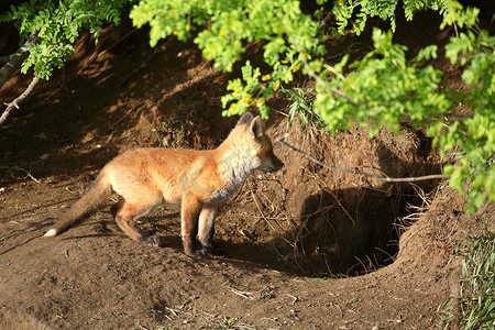 萨斯喀彻温省巢穴旁的狐狸幼崽