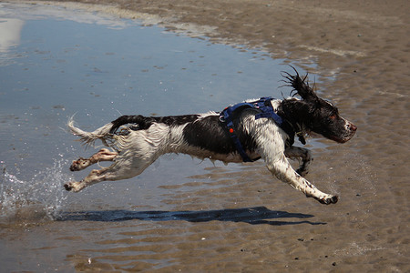 在 sa 上奔跑的工作型英国史宾格犬宠物猎犬