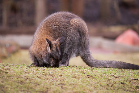 袋鼠跳摄影照片_有袋动物：小袋鼠在草地上觅食
