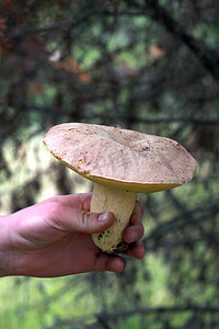植物王国摄影照片_拿着野生蘑菇的手