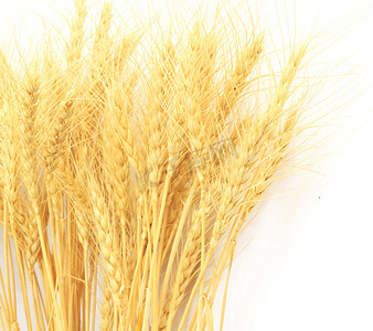 背景贴画摄影照片_孤立在白色背景上的小麦草