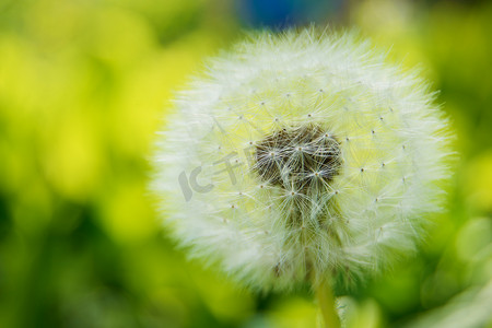 蒲公英花摄影照片_绿色草地上的蒲公英花