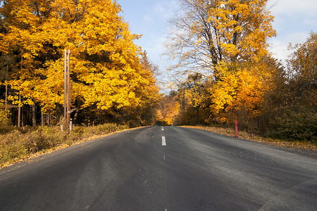 秋天里的枫叶摄影照片_秋天森林里的路