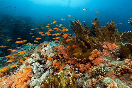 海底植物摄影照片_红海中的鱼和热带珊瑚礁。