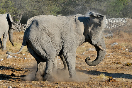 大象争吵，埃托沙国家公园，纳米比亚
